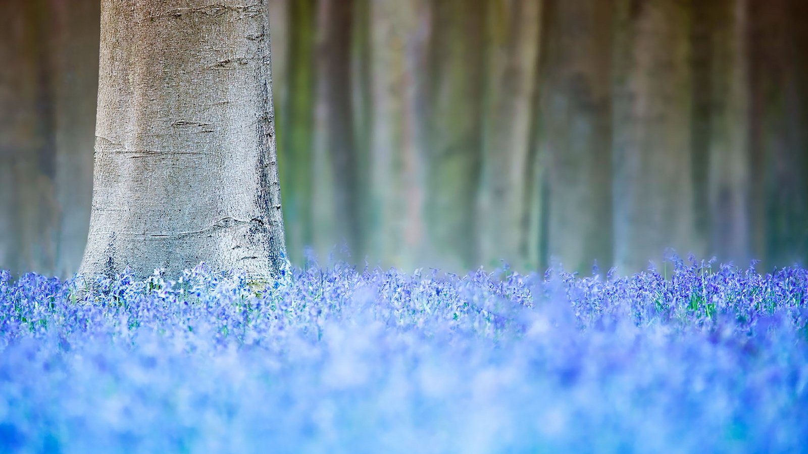 Обои цветы, дерево, весна, flowers, tree, spring разрешение 1920x1280 Загрузить