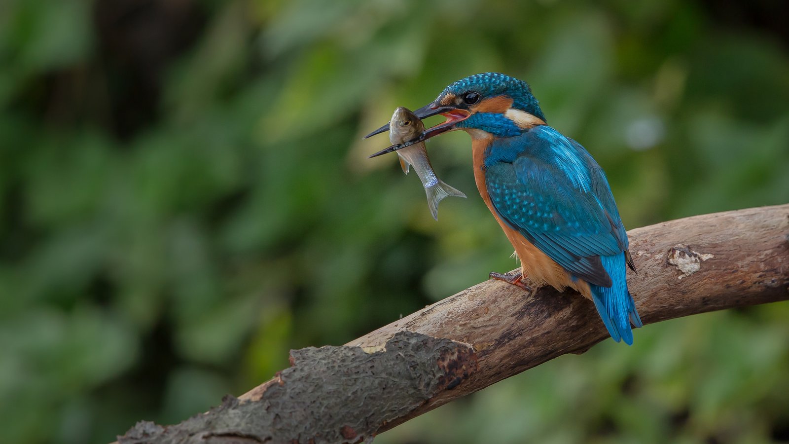 Обои дерево, птица, клюв, рыба, зимородок, tree, bird, beak, fish, kingfisher разрешение 2048x1365 Загрузить