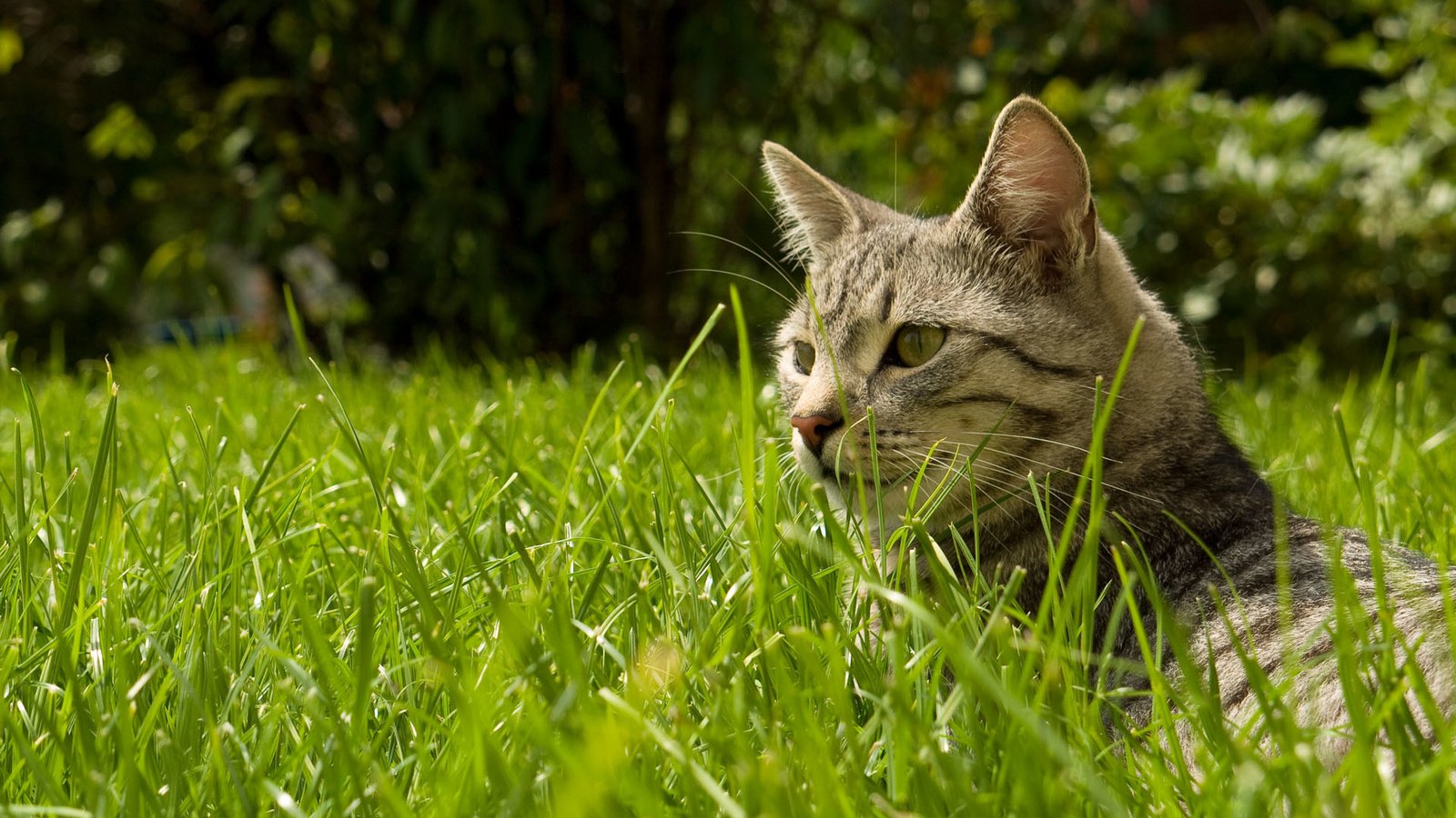 Обои трава, природа, кот, кошка, grass, nature, cat разрешение 1920x1200 Загрузить