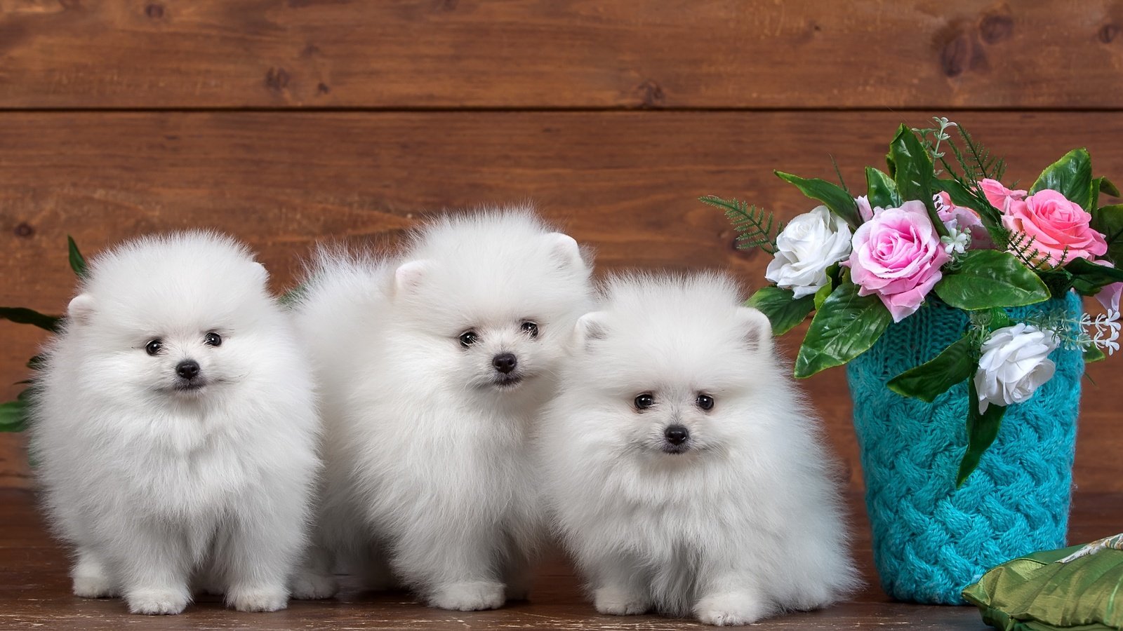 Обои цветы, розы, пушистые, белые, щенки, трио, шпицы, flowers, roses, fluffy, white, puppies, trio, spitz разрешение 3000x1917 Загрузить