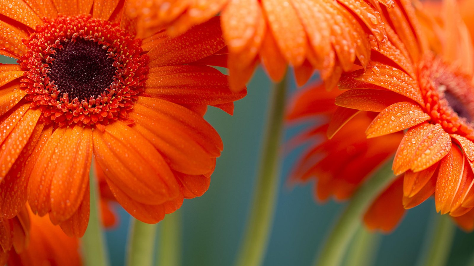 Обои цветы, макро, гербера, flowers, macro, gerbera разрешение 2048x1365 Загрузить