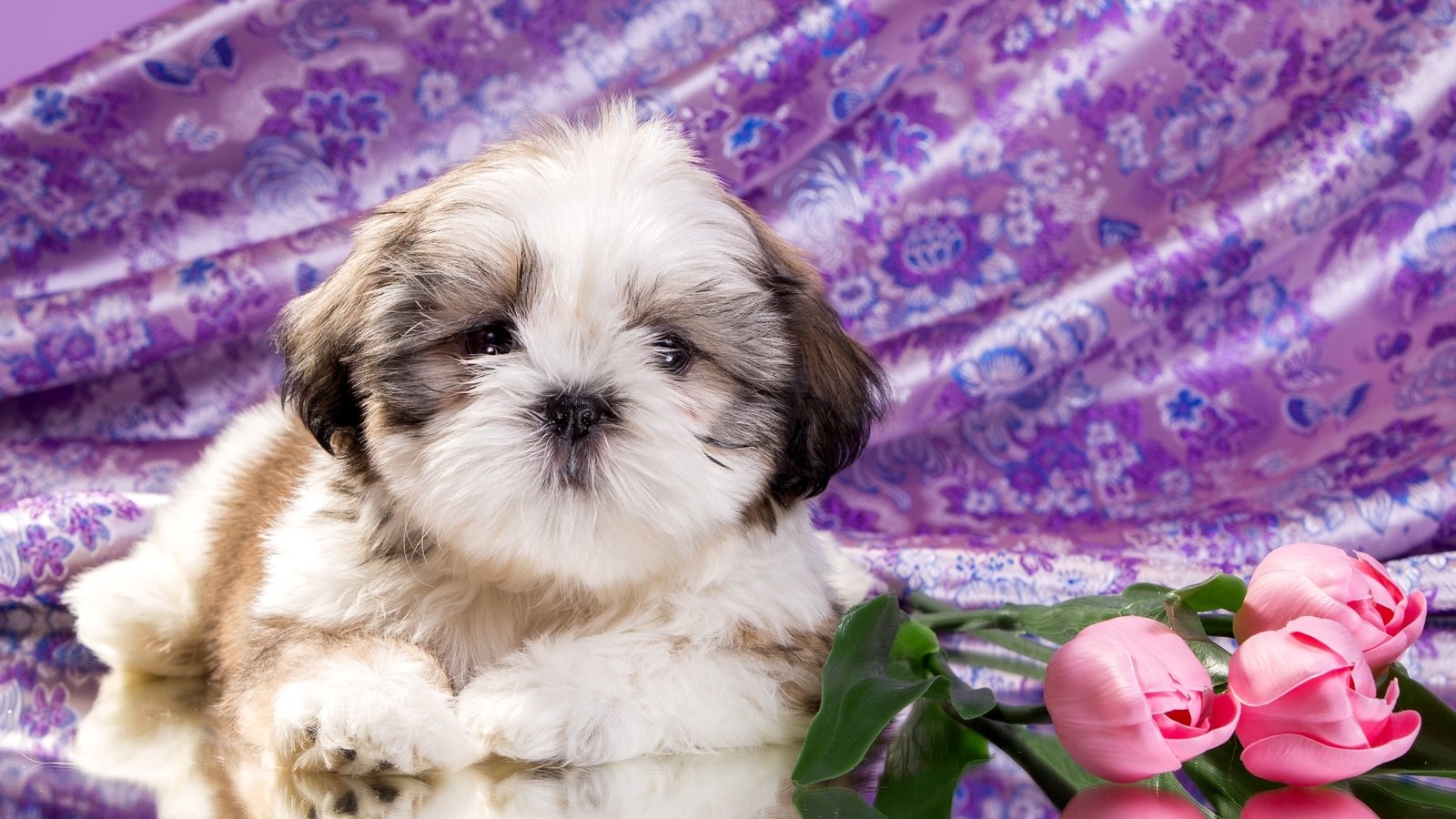 Обои цветы, щенок, ши-тцу, flowers, puppy, shih tzu разрешение 2400x1521 Загрузить