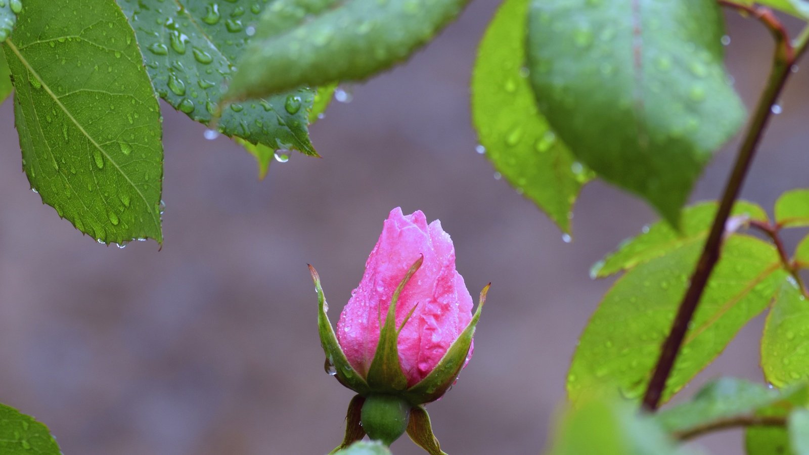 Обои листья, макро, капли, роза, бутон, davidm54, leaves, macro, drops, rose, bud разрешение 2880x1727 Загрузить