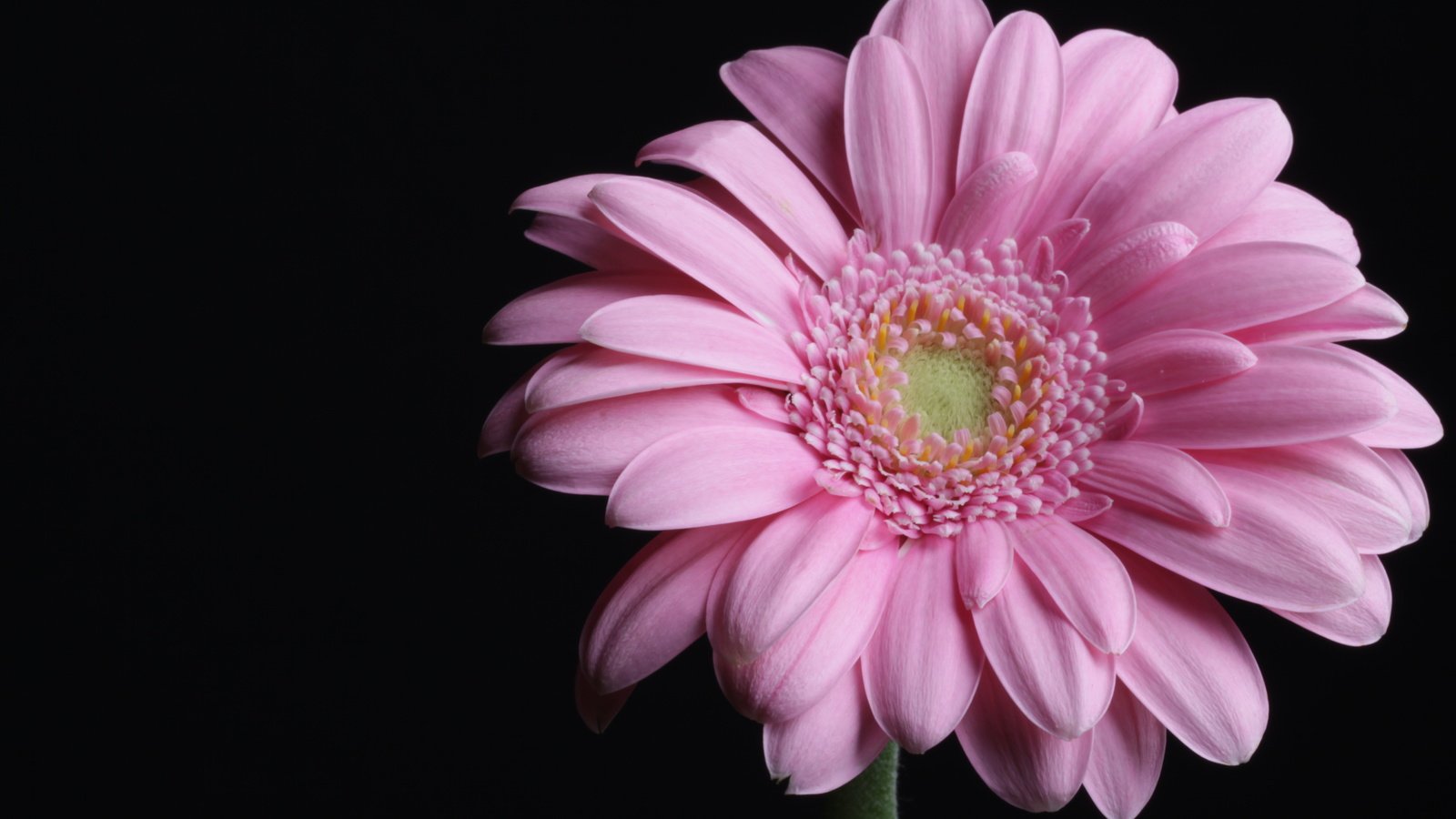 Обои макро, розовая, гербера, пинк, macro, pink, gerbera разрешение 4752x3168 Загрузить