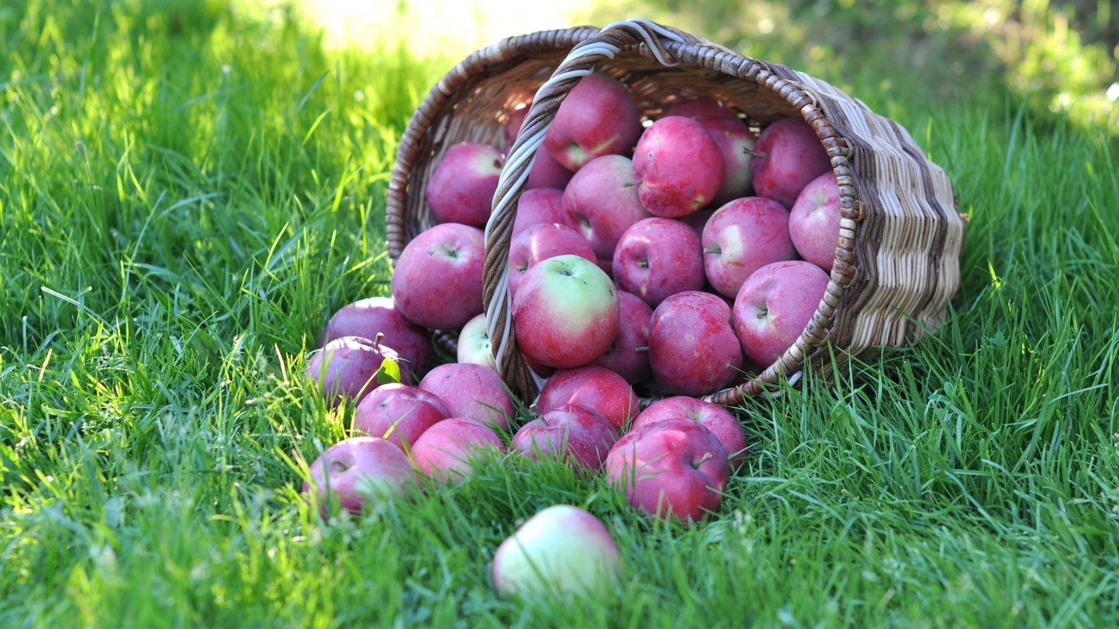 Обои трава, фрукты, яблоки, корзина, grass, fruit, apples, basket разрешение 3000x1918 Загрузить