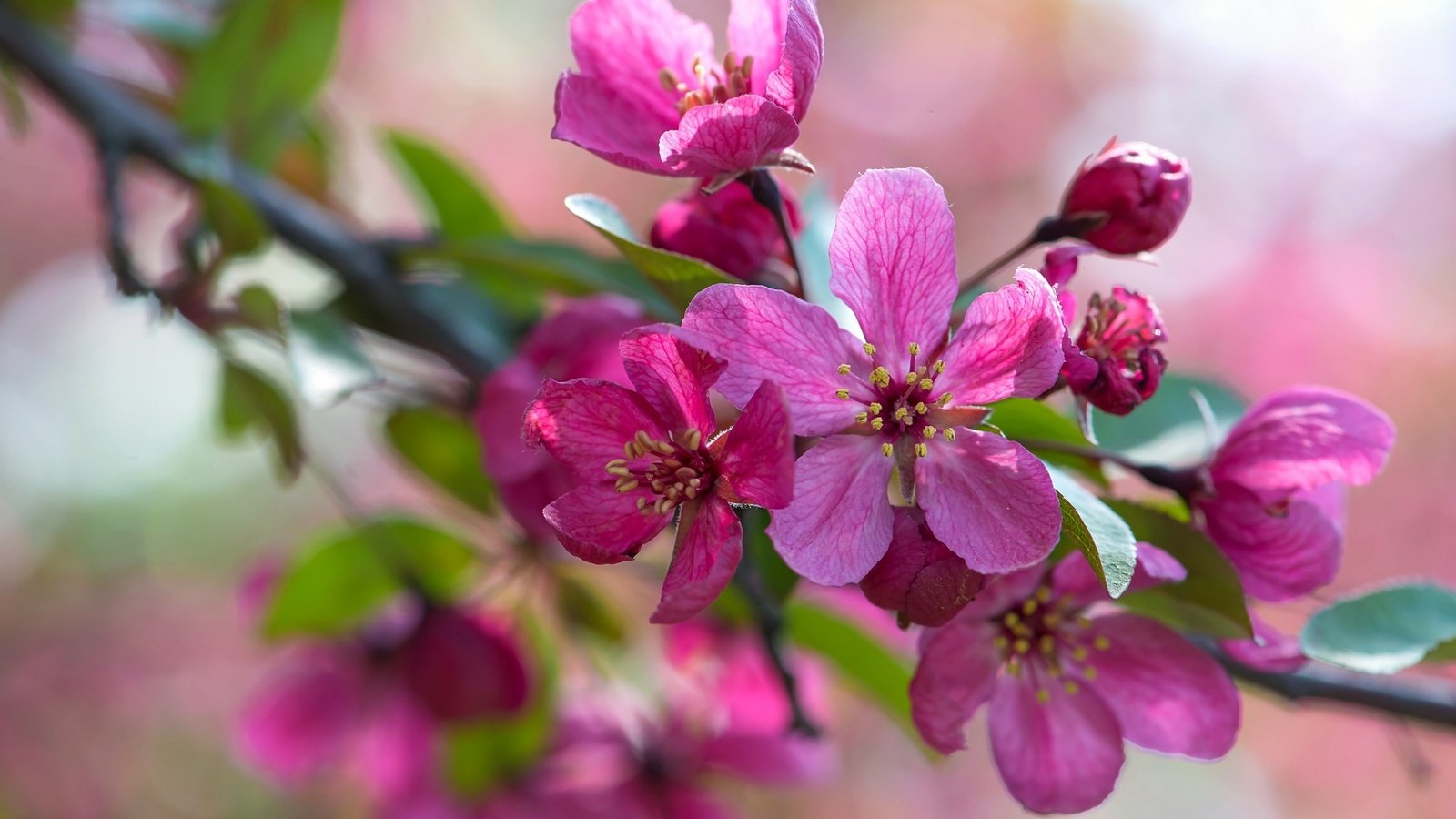 Обои ветка, макро, розовый, яблоня, branch, macro, pink, apple разрешение 2048x1367 Загрузить