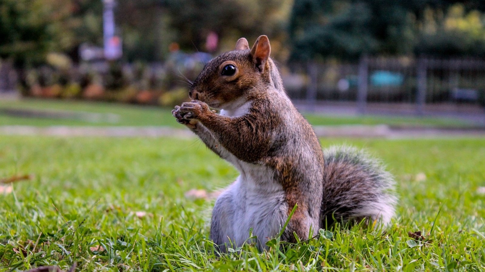 Обои белка, на траве, в парке, protein, on the grass, in the park разрешение 1920x1080 Загрузить