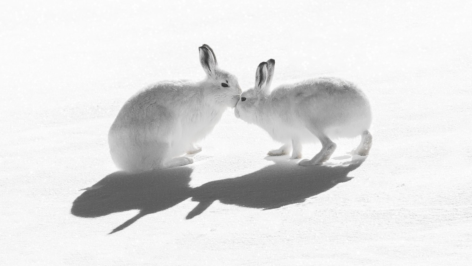 Обои снег, природа, тень, зайцы, воздушны поцелуй, горный заяц, snow, nature, shadow, rabbits, kiss, mountain hare разрешение 2047x1321 Загрузить
