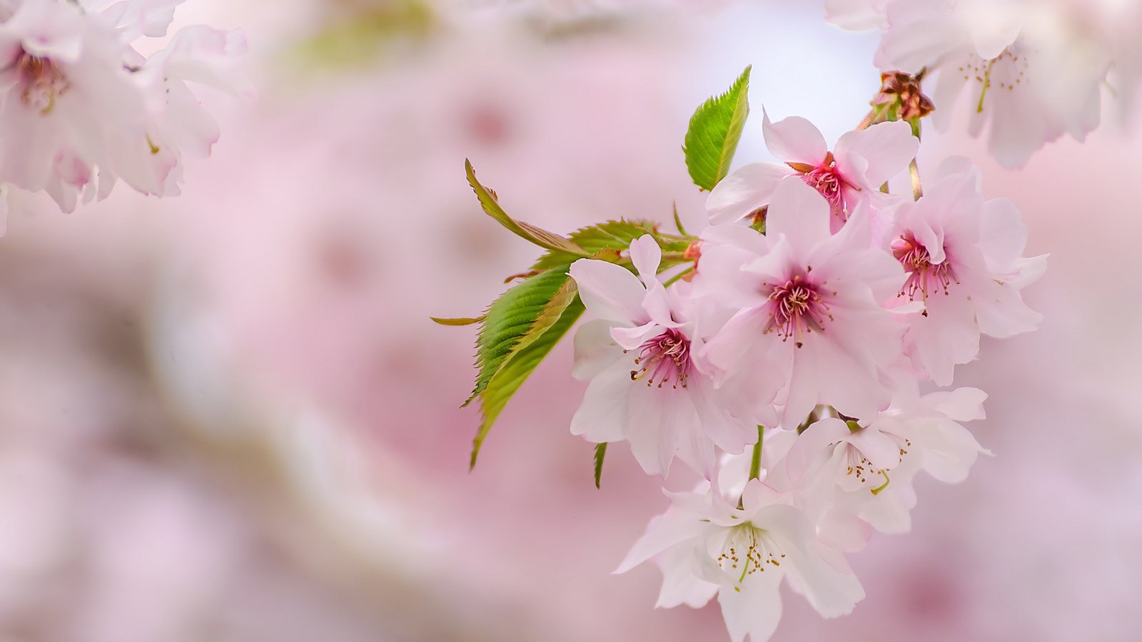 Обои весна, розовый, сакура, нежность, spring, pink, sakura, tenderness разрешение 2048x1276 Загрузить