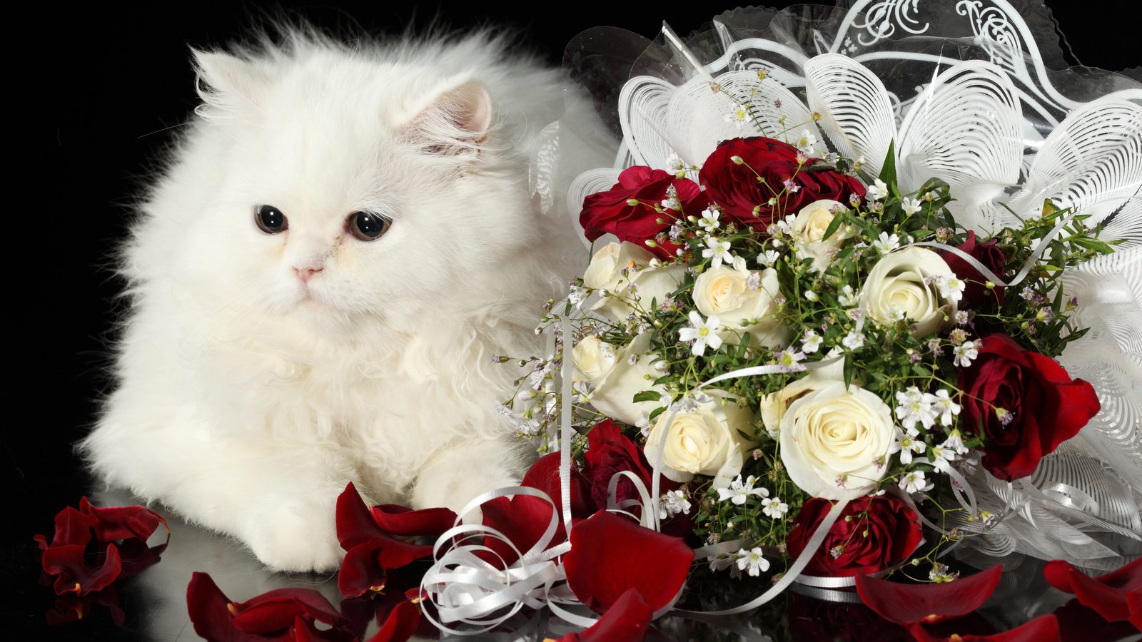 Обои кот, розы, кошка, пушистый, белый, букет, cat, roses, fluffy, white, bouquet разрешение 4368x2912 Загрузить