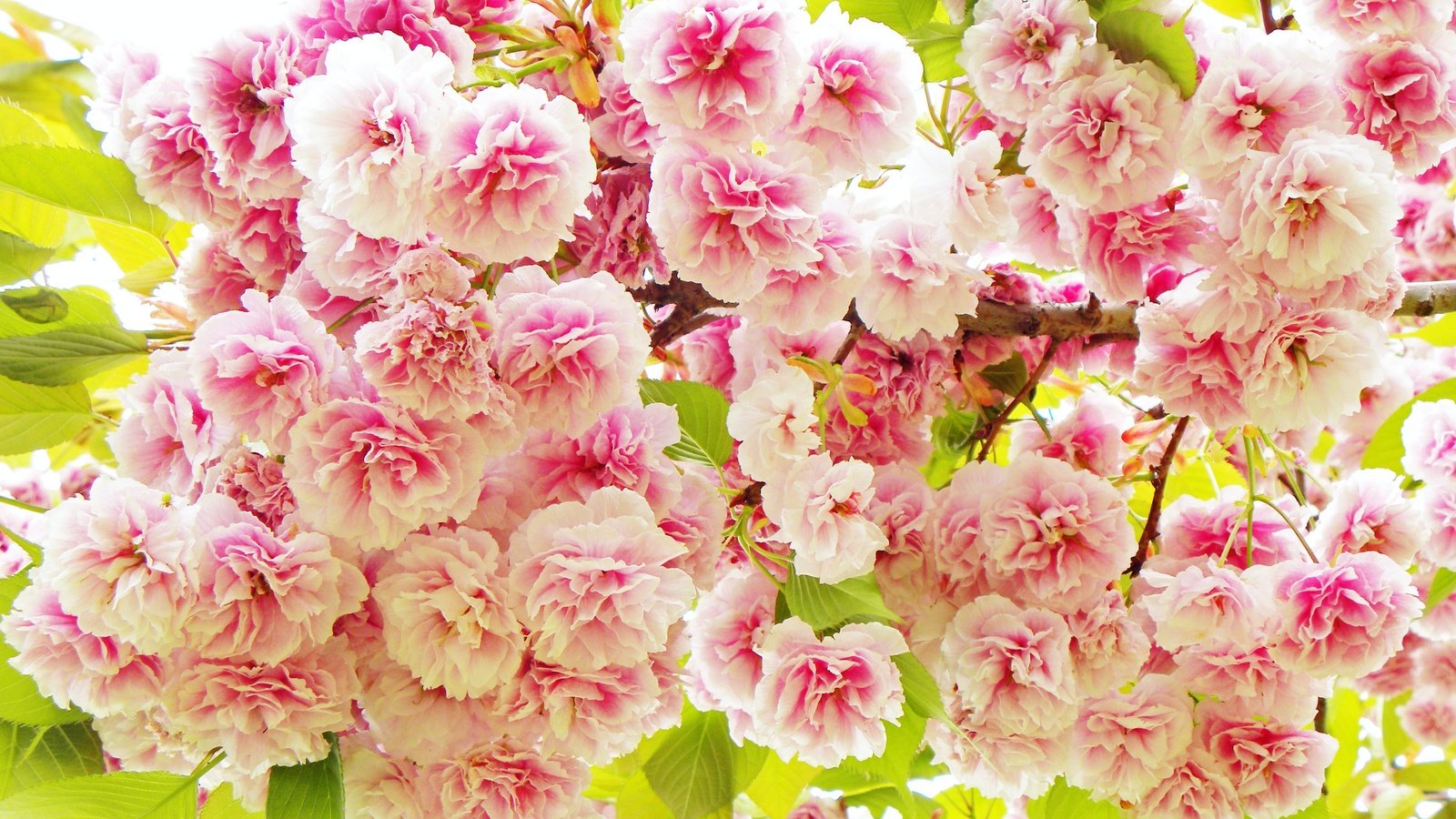 Обои цветы, весна, розовые, сакура, flowers, spring, pink, sakura разрешение 4000x2581 Загрузить