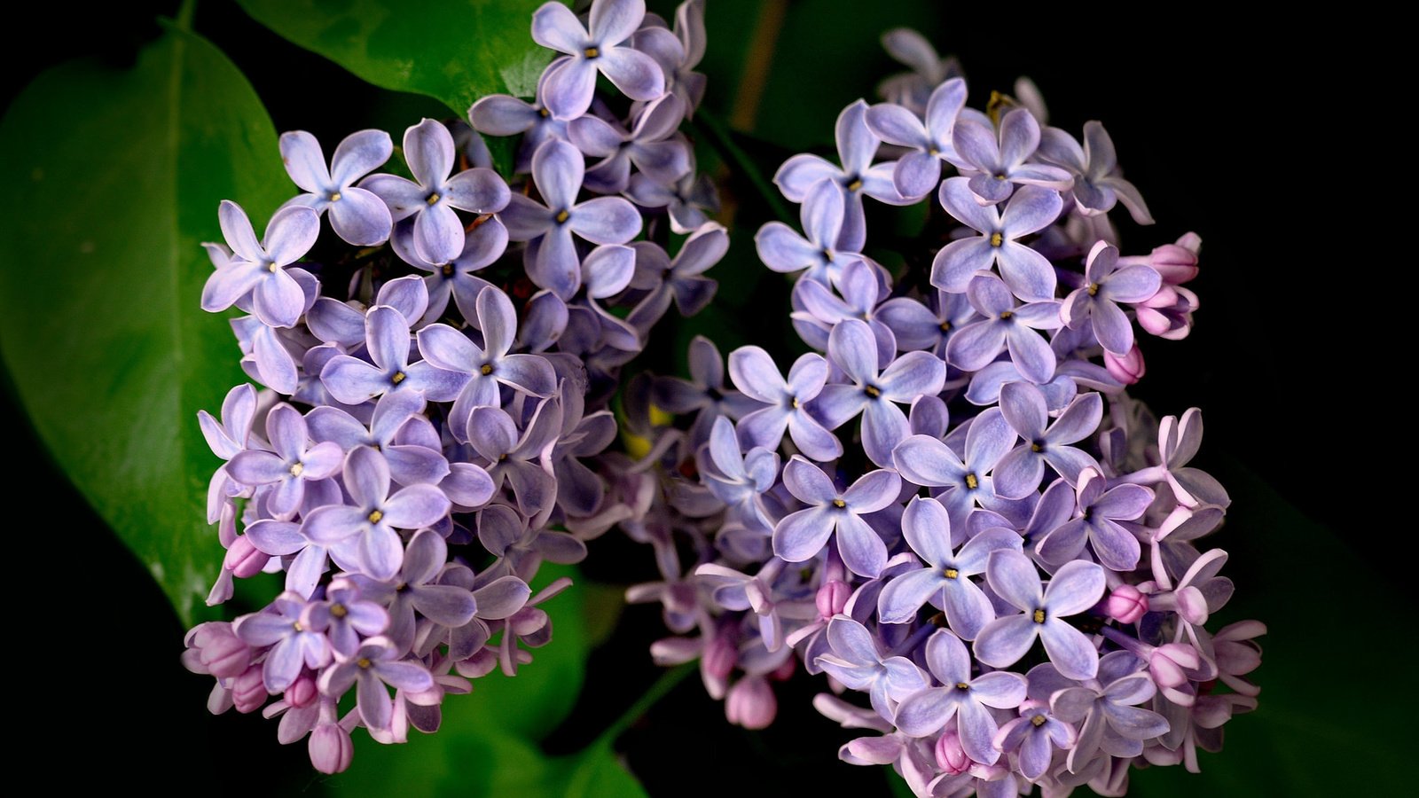 Обои макро, лепестки, гроздья, сирень, macro, petals, bunches, lilac разрешение 2048x1341 Загрузить