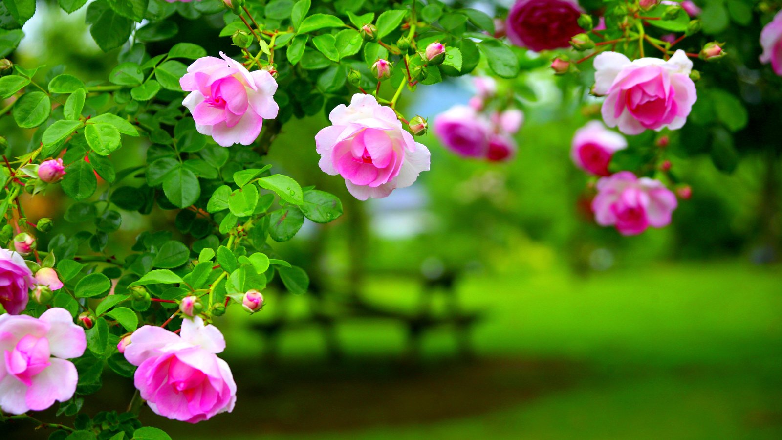Обои листья, роза, лепестки, сад, куст, leaves, rose, petals, garden, bush разрешение 2880x1920 Загрузить