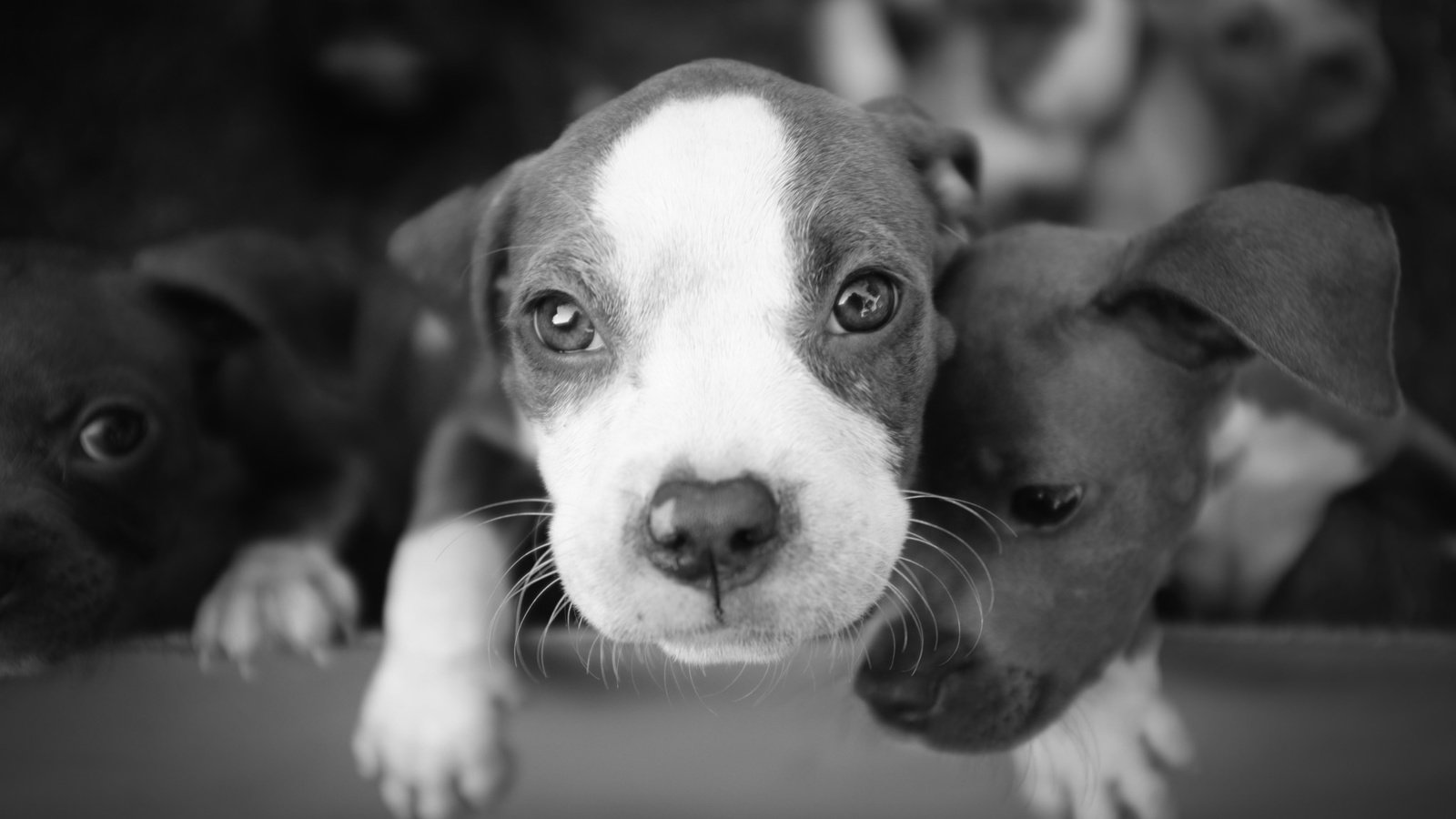 Обои фон, чёрно-белое, щенки, собаки, background, black and white, puppies, dogs разрешение 2048x1365 Загрузить