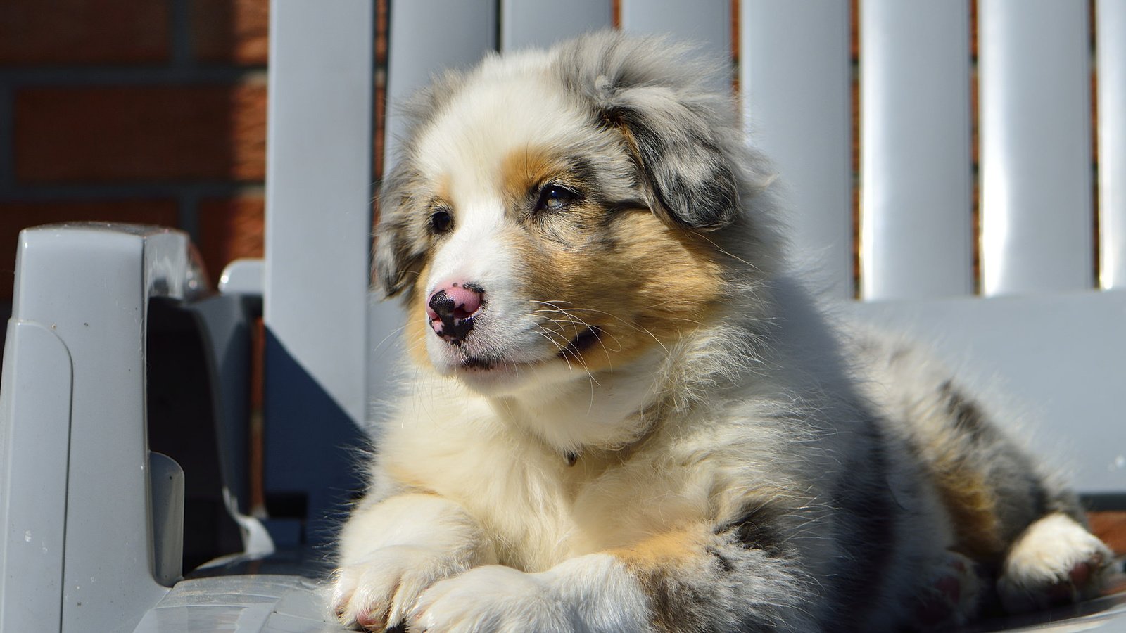 Обои собака, стул, щенок, австралийская овчарка, dog, chair, puppy, australian shepherd разрешение 2048x1365 Загрузить