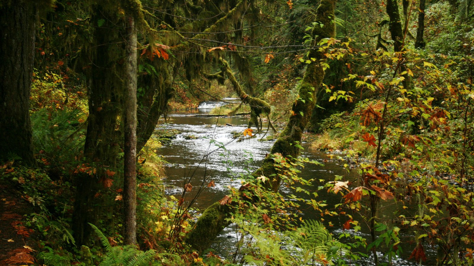 Обои деревья, парк, ручей, кусты, осень, сша, silver falls state park, trees, park, stream, the bushes, autumn, usa разрешение 2048x1365 Загрузить