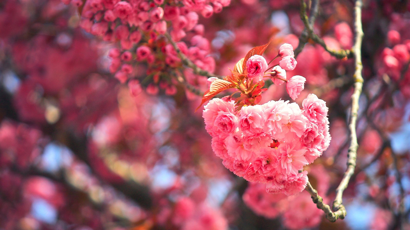 Обои цветение, макро, ветки, вишня, сакура, цветки, боке, flowering, macro, branches, cherry, sakura, flowers, bokeh разрешение 3600x2400 Загрузить