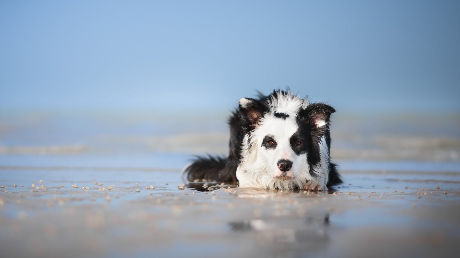 Обои взгляд, собака, друг, бордер-колли, look, dog, each, the border collie разрешение 5218x3220 Загрузить