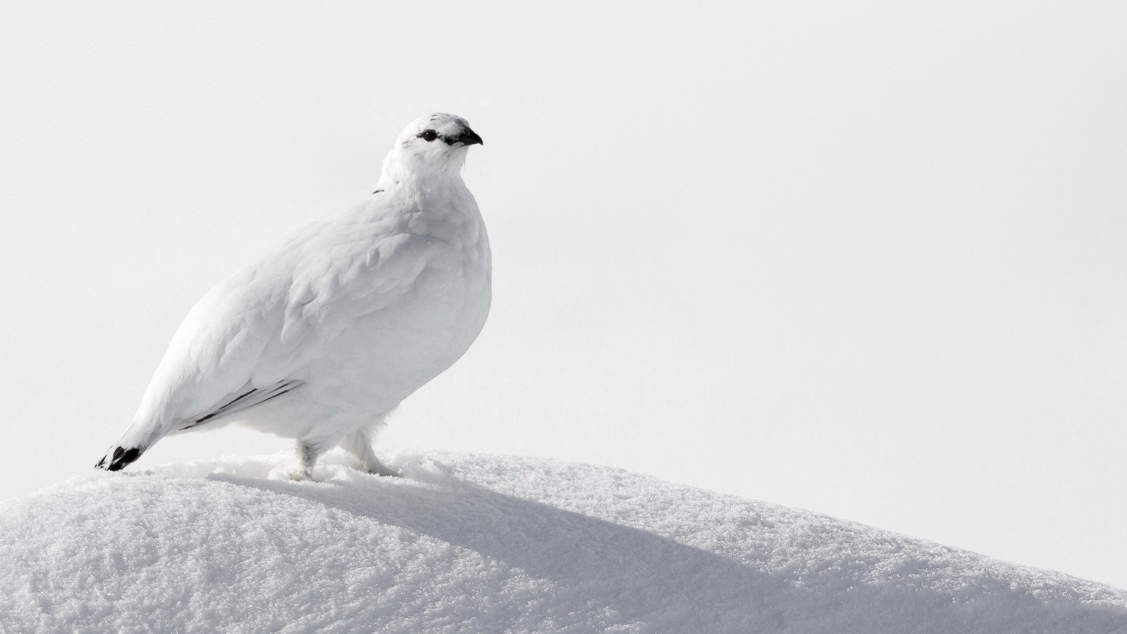 Обои снег, птица, белая, куропатка, ptarmigan, snow, bird, white, partridge разрешение 2047x1325 Загрузить