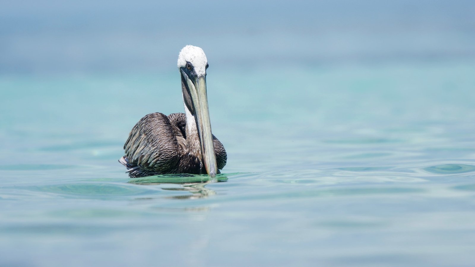 Обои природа, птица, пеликан, nature, bird, pelican разрешение 2048x1425 Загрузить