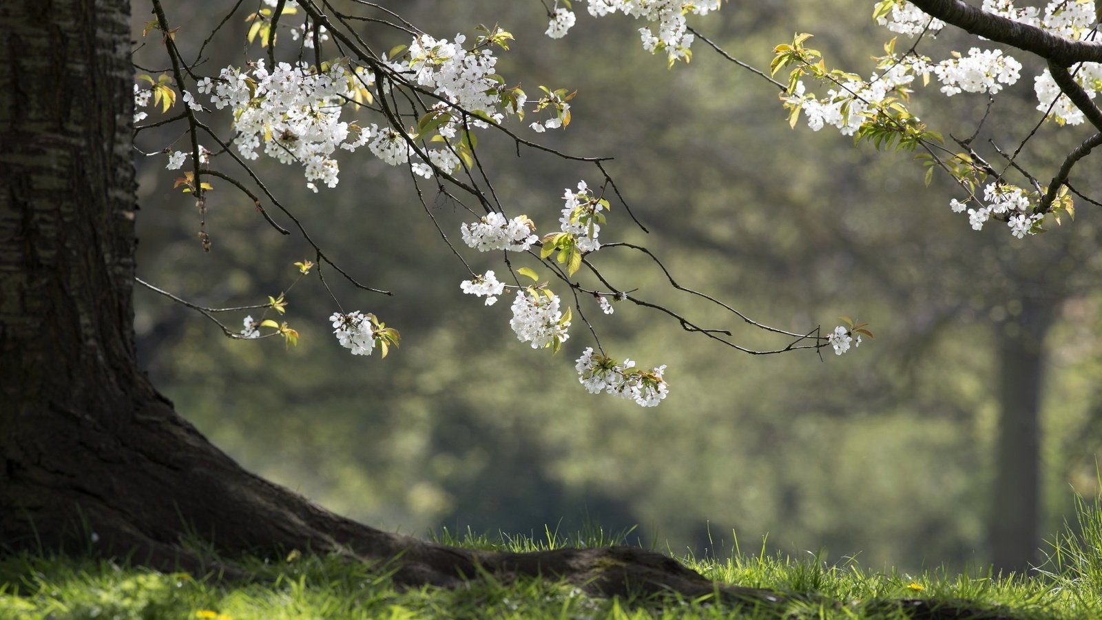 Обои природа, дерево, весна, nature, tree, spring разрешение 2047x1260 Загрузить