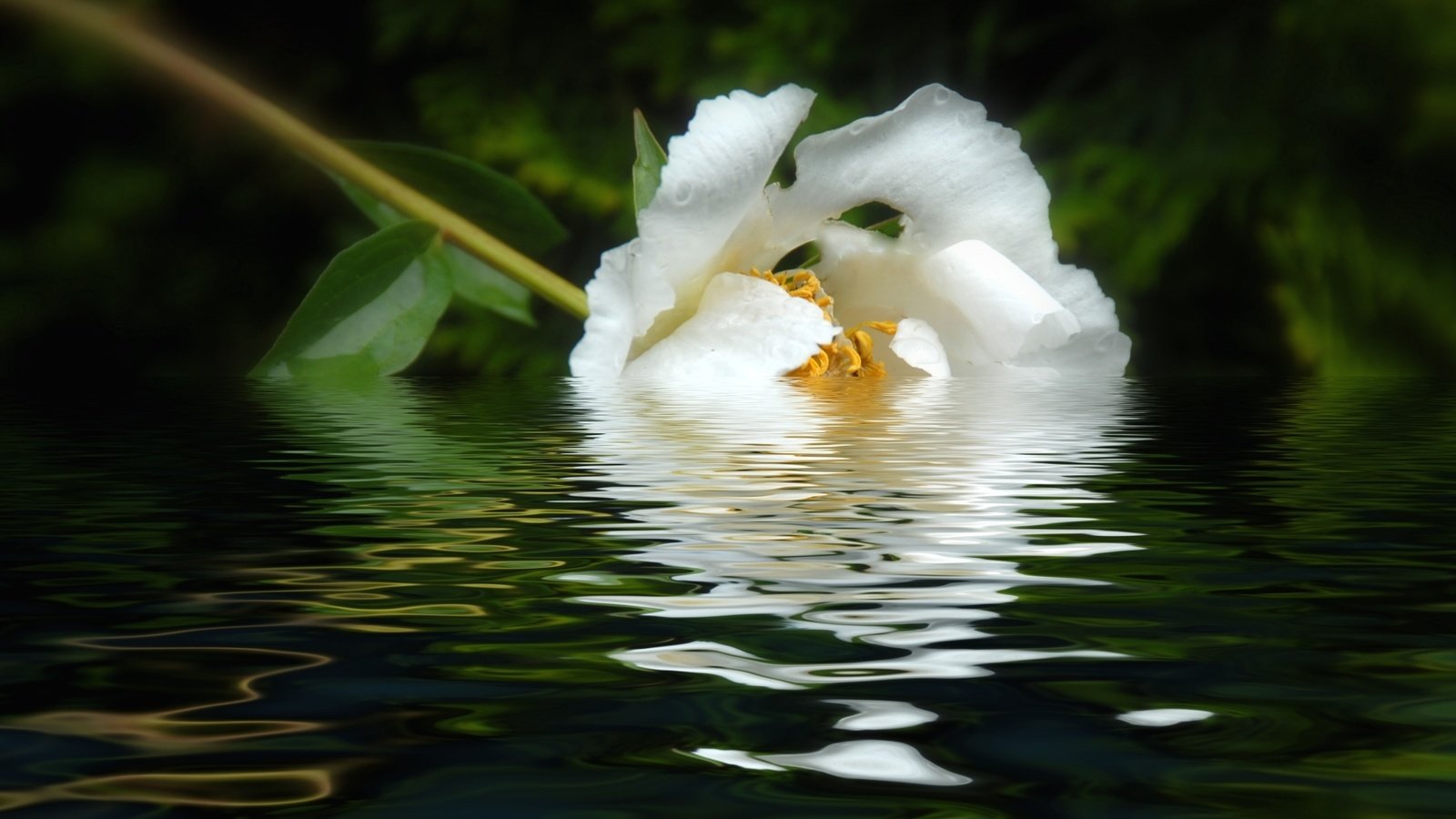 Обои вода, отражение, цветок, лепестки, белый, пион, water, reflection, flower, petals, white, peony разрешение 1920x1208 Загрузить