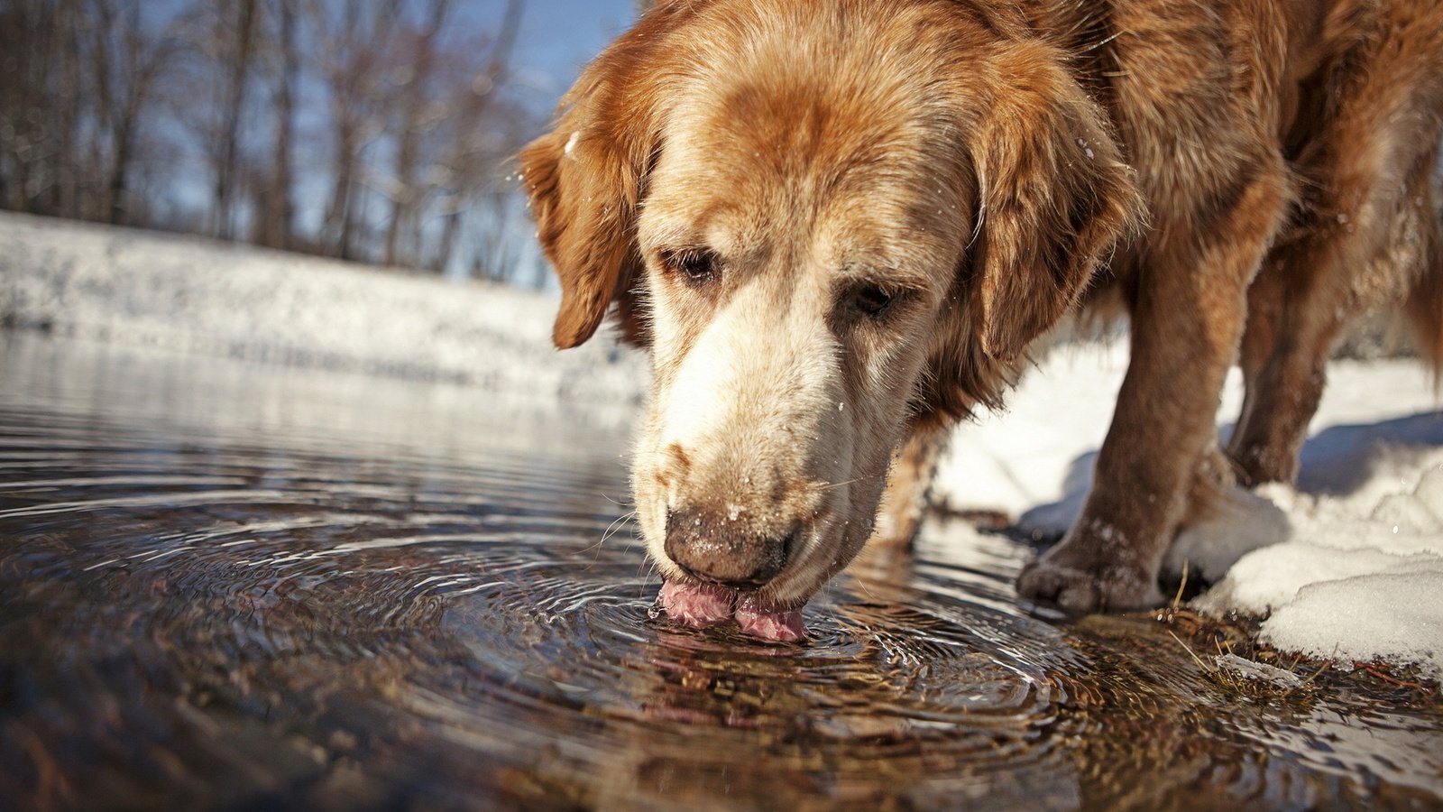 Обои вода, собака, друг, water, dog, each разрешение 1920x1200 Загрузить