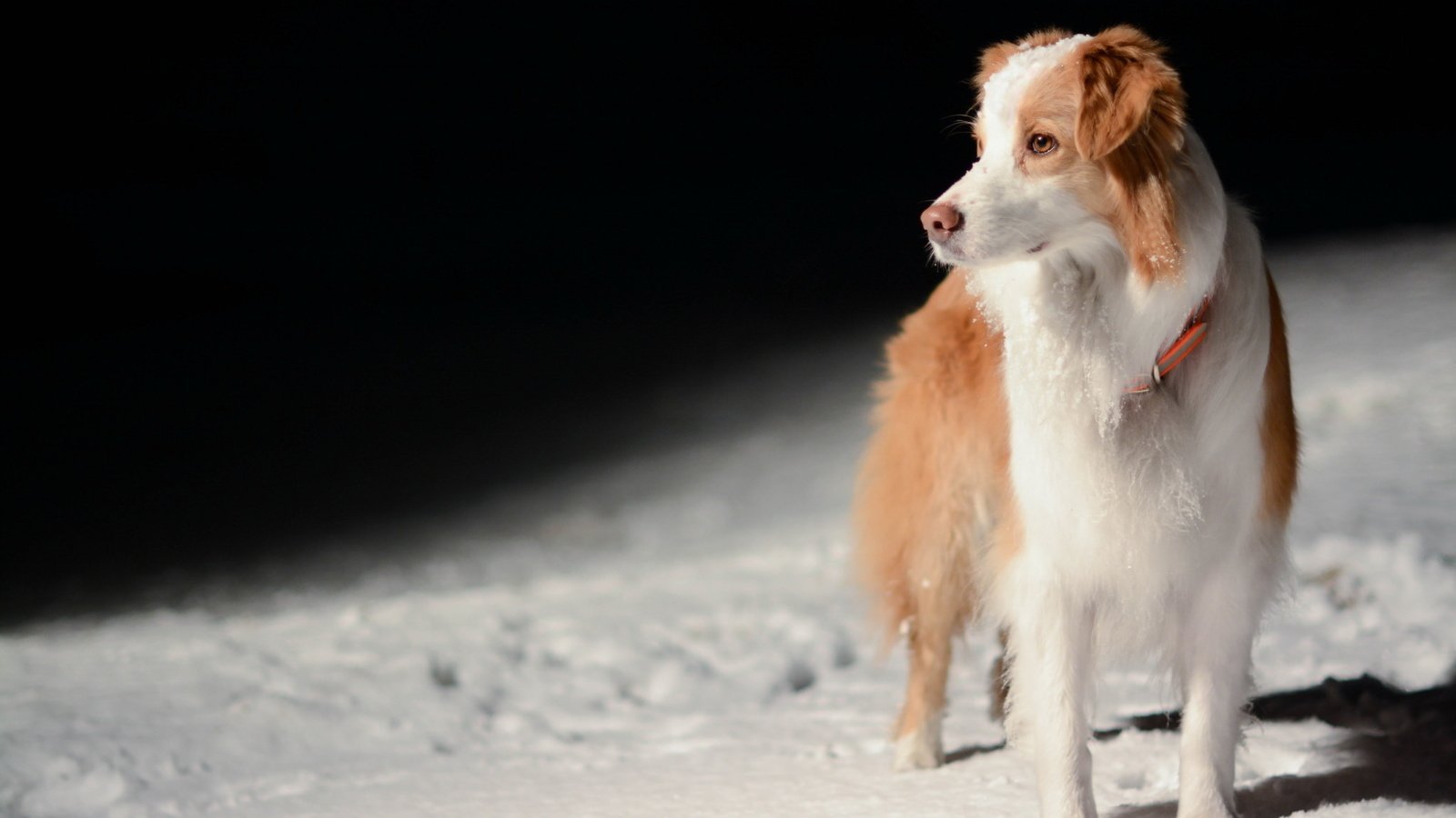 Обои взгляд, собака, друг, бордер-колли, look, dog, each, the border collie разрешение 2048x1365 Загрузить