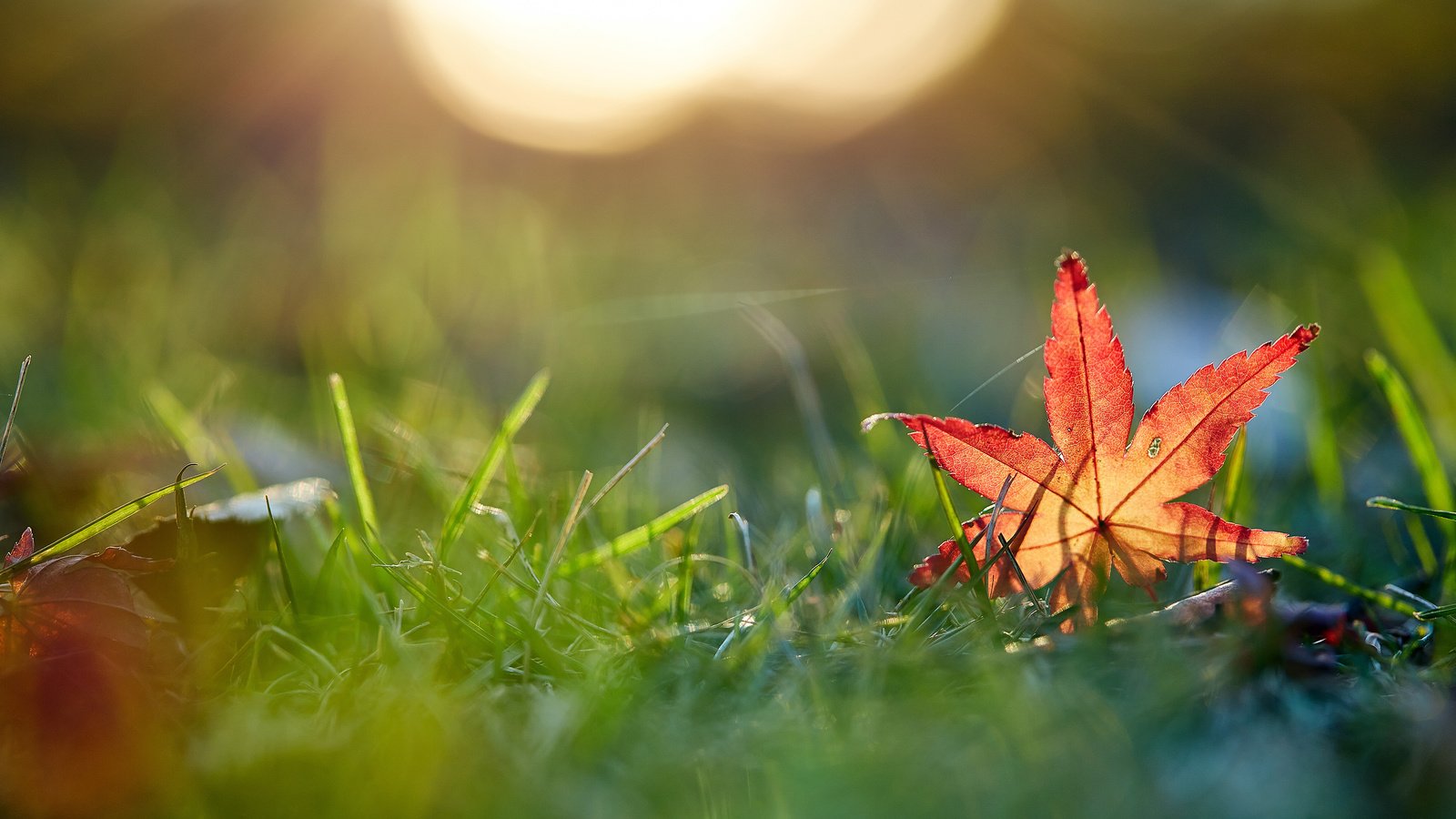 Обои трава, макро, осень, лист, mirai.takahashi, grass, macro, autumn, sheet разрешение 3840x2400 Загрузить