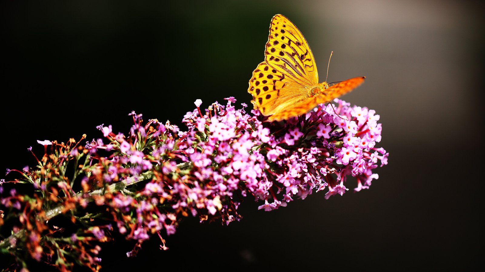 Обои цветы, насекомое, цветок, бабочка, крылья, flowers, insect, flower, butterfly, wings разрешение 2880x1800 Загрузить