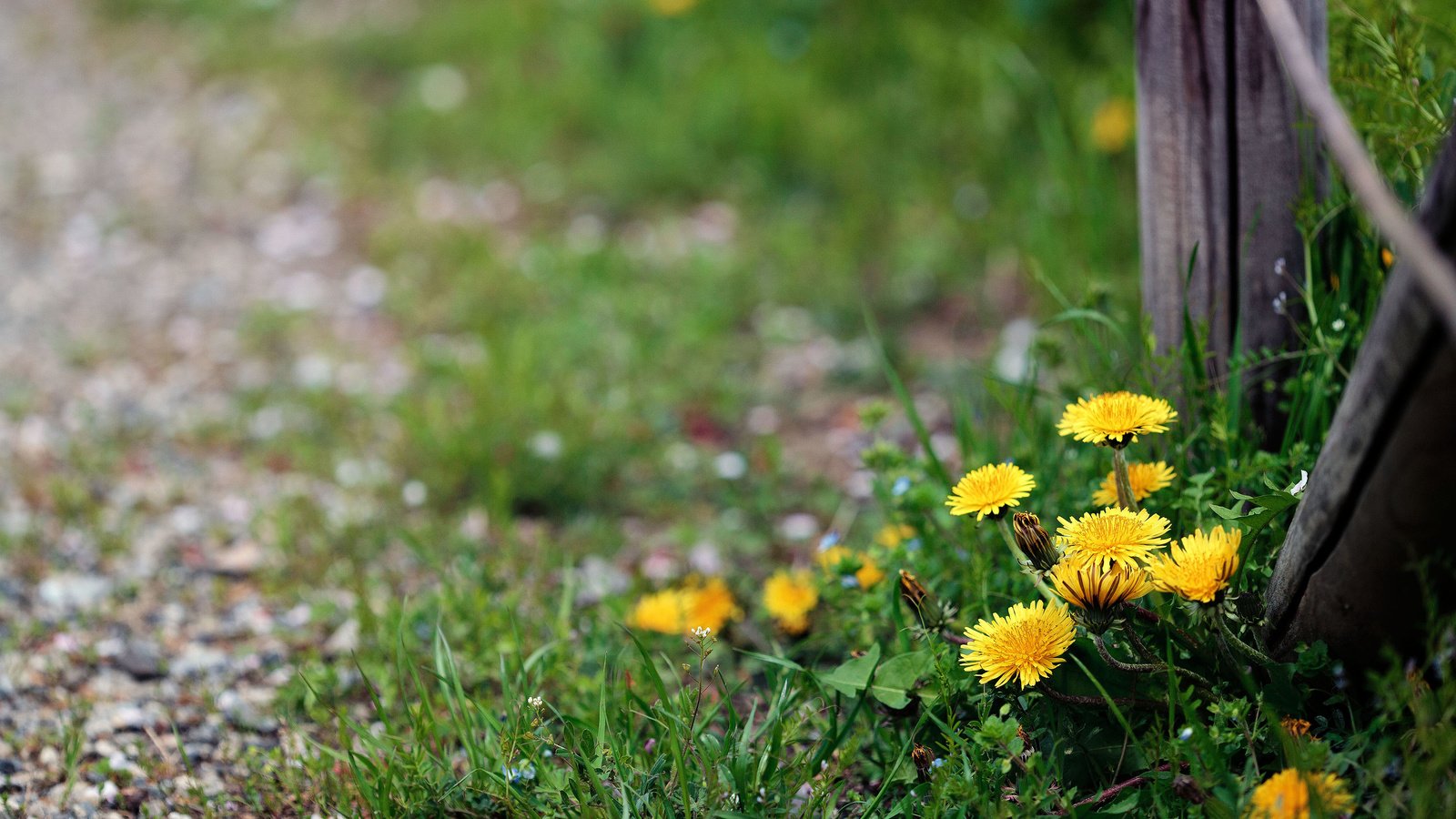 Обои цветы, забор, одуванчики, flowers, the fence, dandelions разрешение 3840x2400 Загрузить