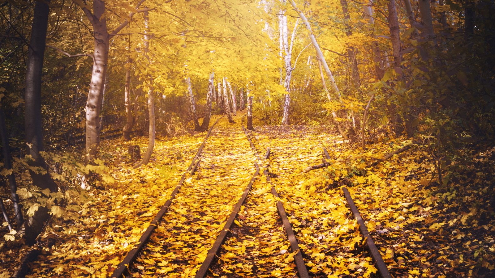 Обои дорога, железная дорога, рельсы, листья, березы, осень, road, railroad, rails, leaves, birch, autumn разрешение 1920x1261 Загрузить