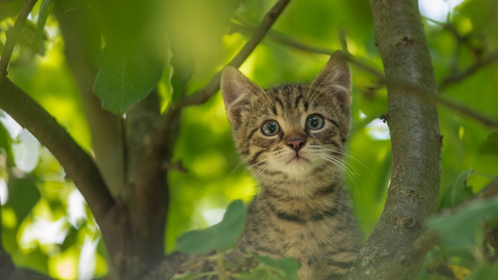 Обои кот, усы, кошка, котенок, на дереве, cat, mustache, kitty, on the tree разрешение 1920x1200 Загрузить