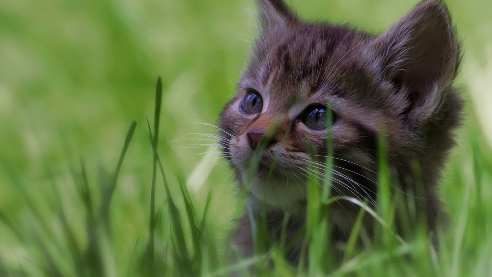 Обои глаза, трава, кот, кошка, взгляд, котенок, eyes, grass, cat, look, kitty разрешение 2560x1600 Загрузить