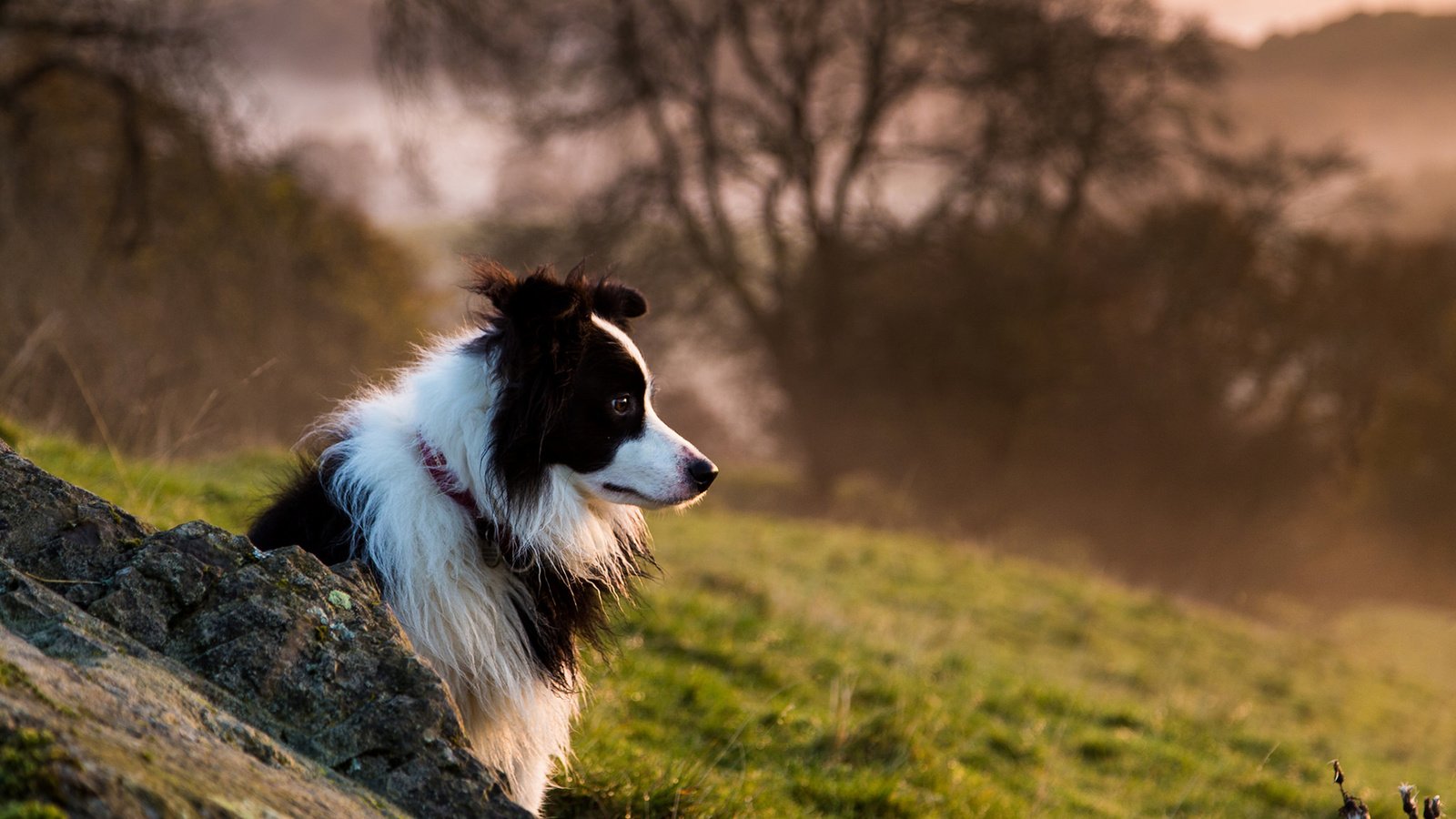 Обои собака, бордер-колли, dog, the border collie разрешение 1920x1200 Загрузить