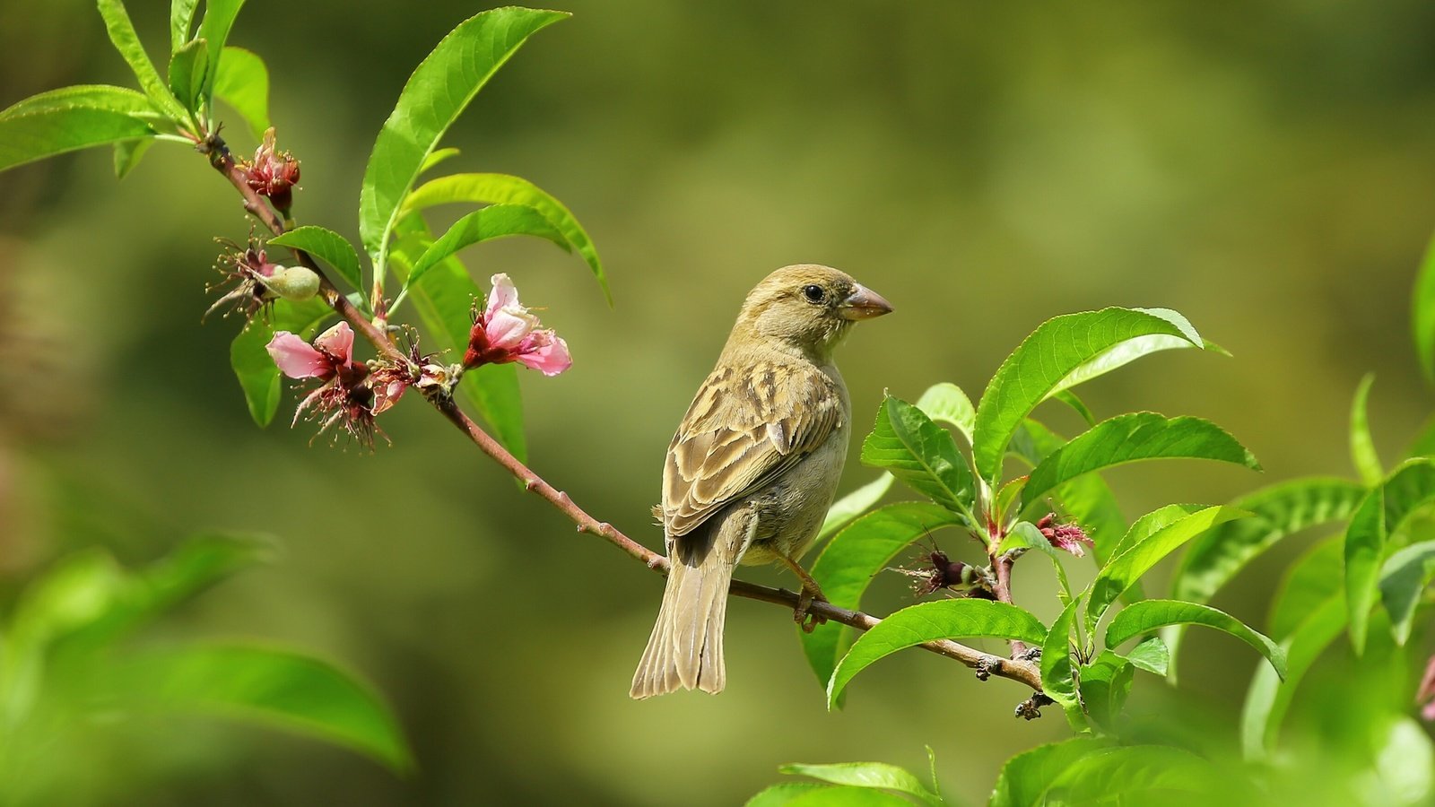 Обои ветка, цветение, листья, ветки, размытость, птица, воробей, branch, flowering, leaves, branches, blur, bird, sparrow разрешение 2560x1440 Загрузить