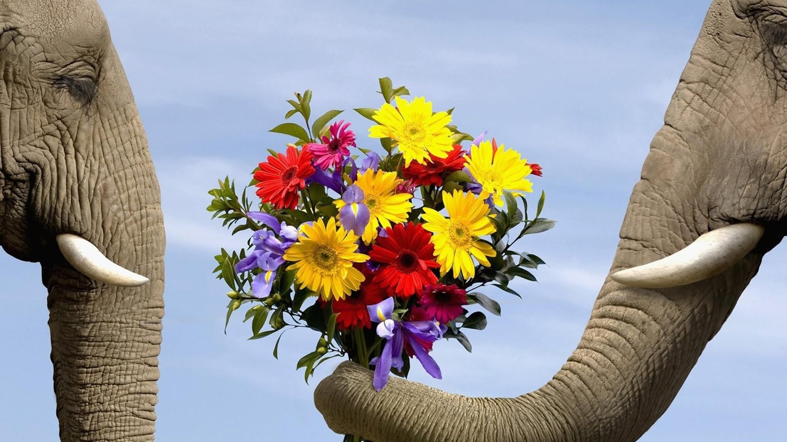 Обои цветы, животные, любовь, букет, слоны, flowers, animals, love, bouquet, elephants разрешение 1920x1440 Загрузить