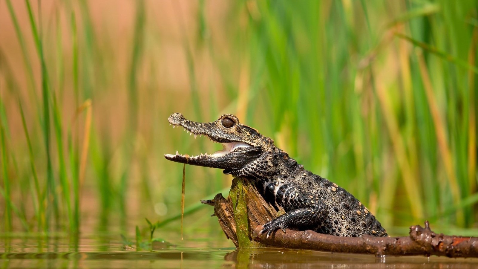 Обои вода, озеро, растения, крокодил, water, lake, plants, crocodile разрешение 1920x1200 Загрузить