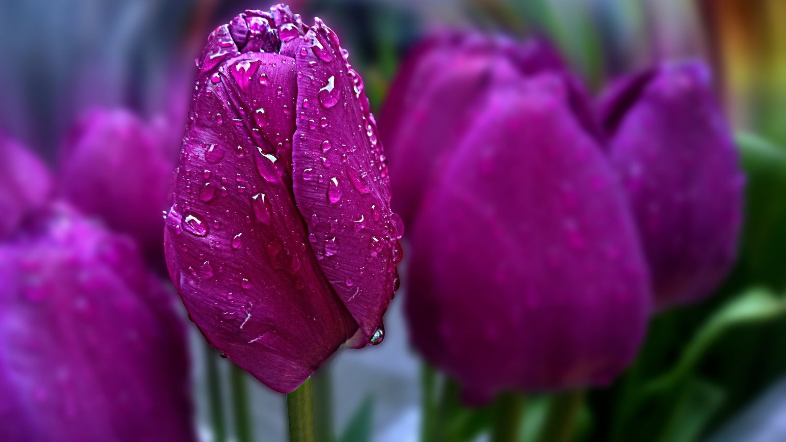 Обои цветы, весна, тюльпаны, боке, капли воды, flowers, spring, tulips, bokeh, water drops разрешение 2880x1800 Загрузить