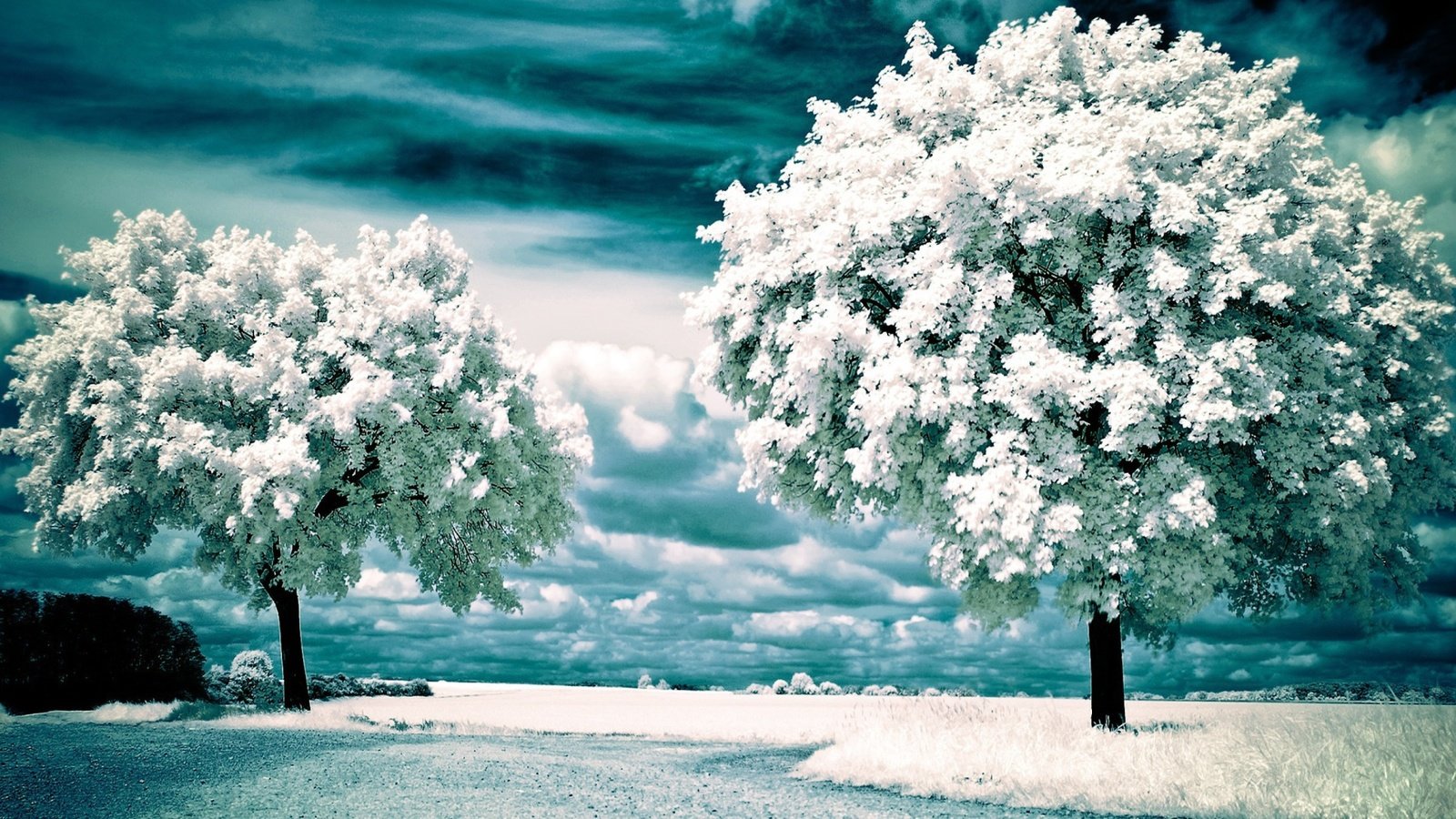 Обои облака, деревья, снег, природа, зима, пейзаж, инфракрасные деревья, clouds, trees, snow, nature, winter, landscape, infrared trees разрешение 1920x1200 Загрузить