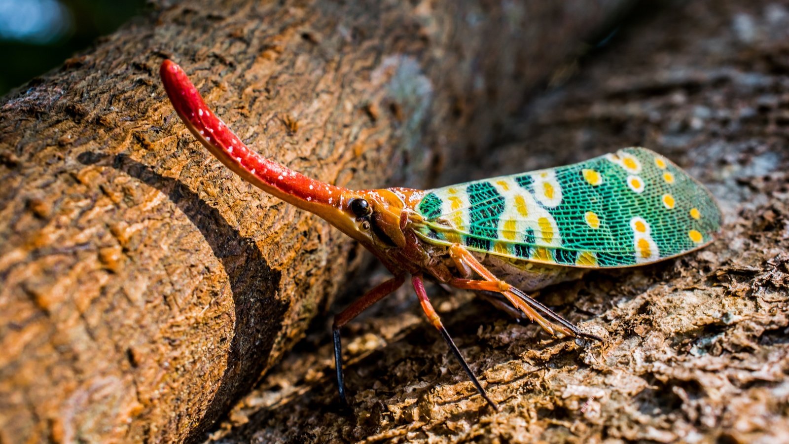 Обои насекомое, животные, красочный, хобот, экзотические, длинный, hemiptera, insect, animals, colorful, trunk, exotic, long разрешение 5000x3000 Загрузить