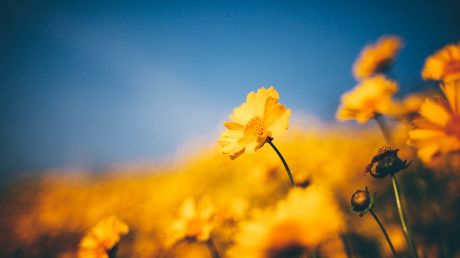 Обои цветы, жёлтая, желтые, боке,  цветы, flowers, yellow, bokeh разрешение 2048x1365 Загрузить