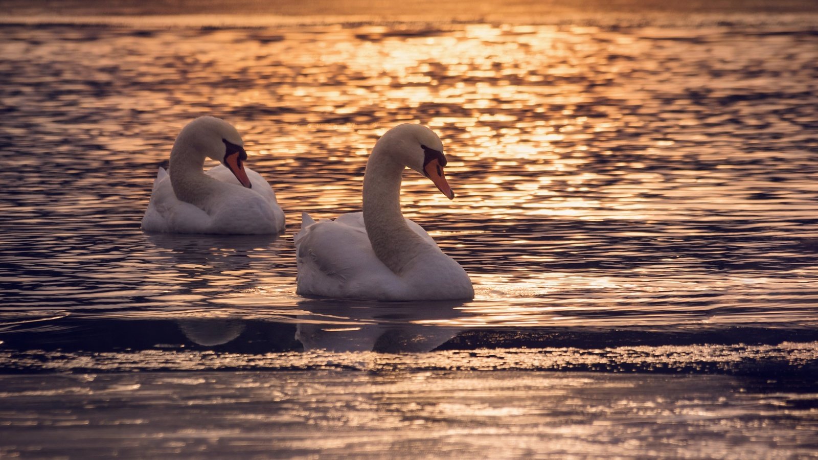 Обои озеро, couple, полумрак, закат, отражение, птицы, пара, сумерки, лебеди, dusk, лейка, lake, sunset, reflection, birds, pair, twilight, swans разрешение 2048x1356 Загрузить