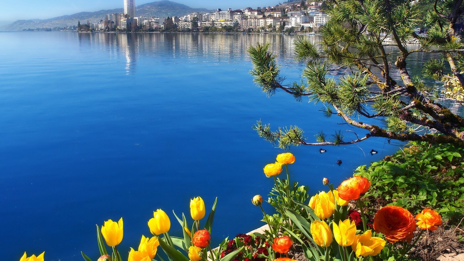 Обои цветы, озеро, швейцария, женевское озеро, монтрё, flowers, lake, switzerland, lake geneva, montreux разрешение 1920x1377 Загрузить