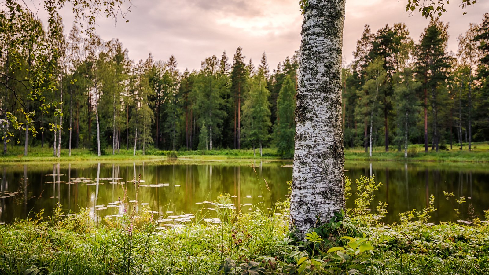 Обои озеро, природа, лес, береза, lake, nature, forest, birch разрешение 1920x1200 Загрузить