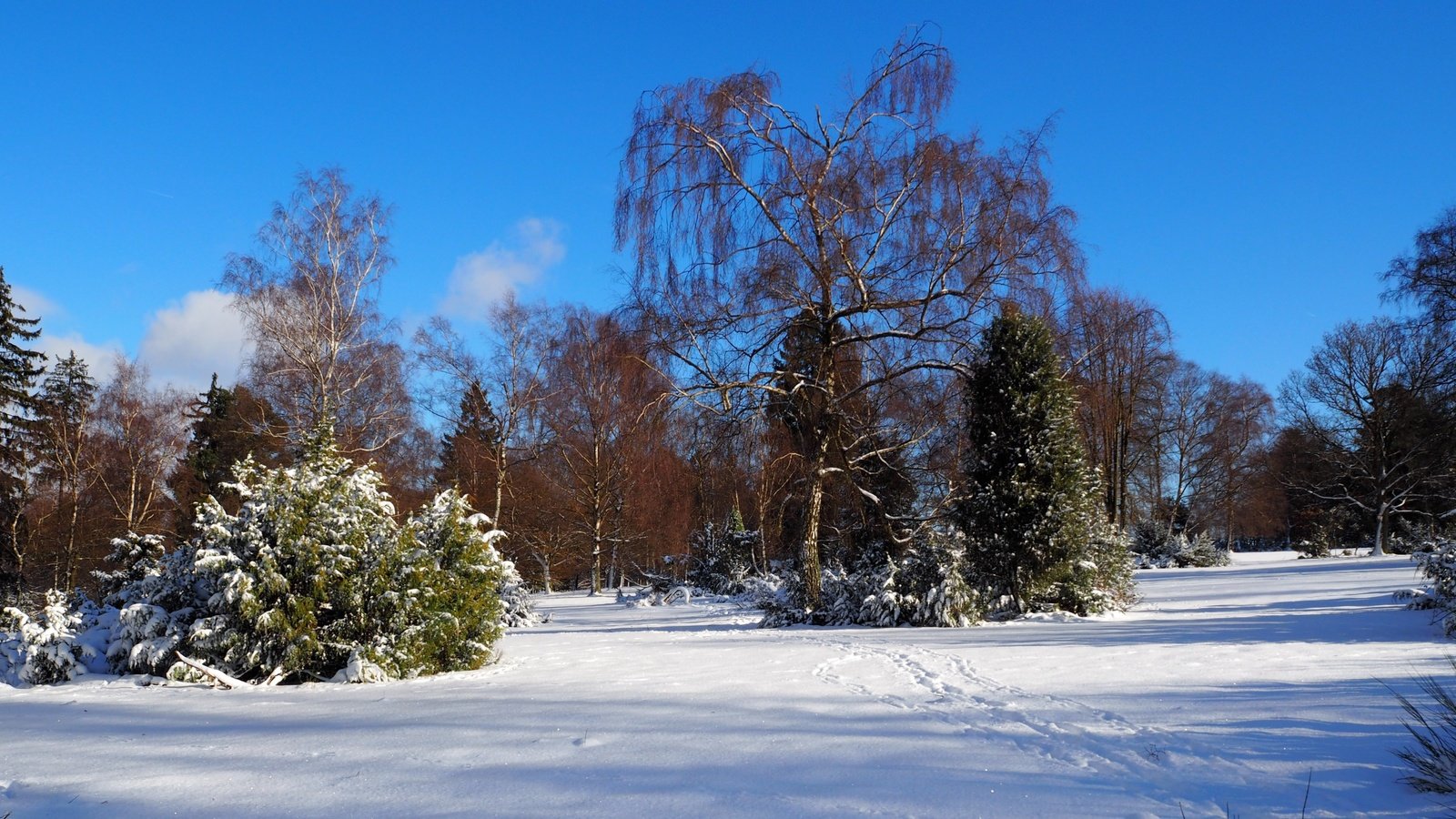 Обои небо, деревья, снег, природа, зима, пейзаж, следы, the sky, trees, snow, nature, winter, landscape, traces разрешение 4608x2576 Загрузить