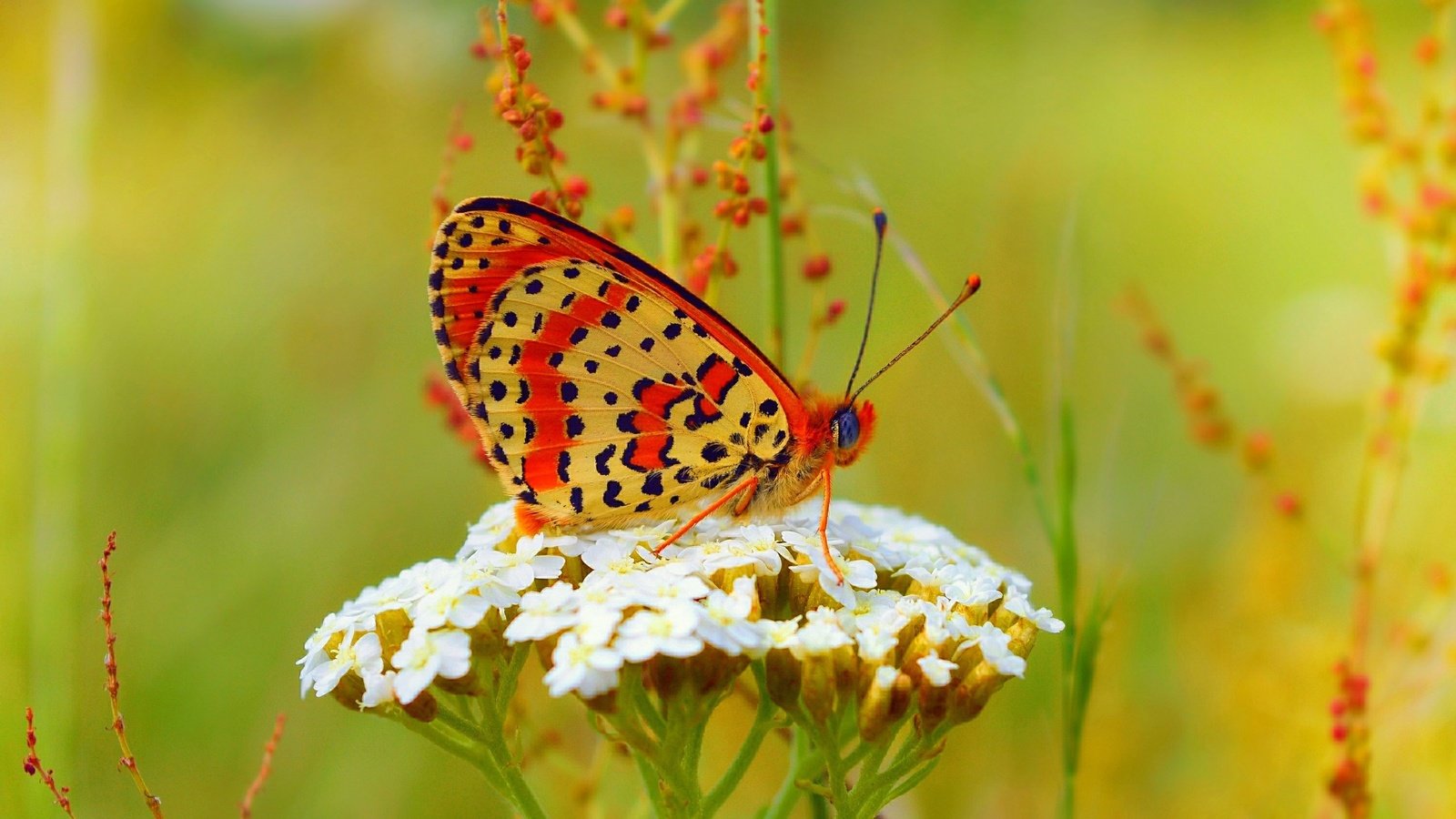 Обои бабочка, цветочки, боке,  цветы, butterfly, flowers, bokeh разрешение 3000x1841 Загрузить