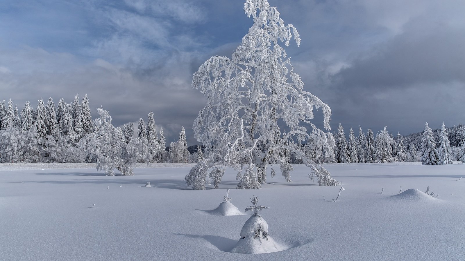 Обои деревья, снег, елка, зима, пейзаж, trees, snow, tree, winter, landscape разрешение 2048x1365 Загрузить