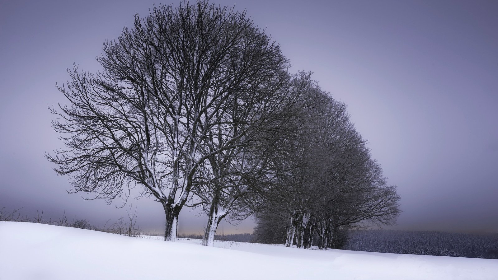 Обои деревья, снег, зима, trees, snow, winter разрешение 2048x1363 Загрузить