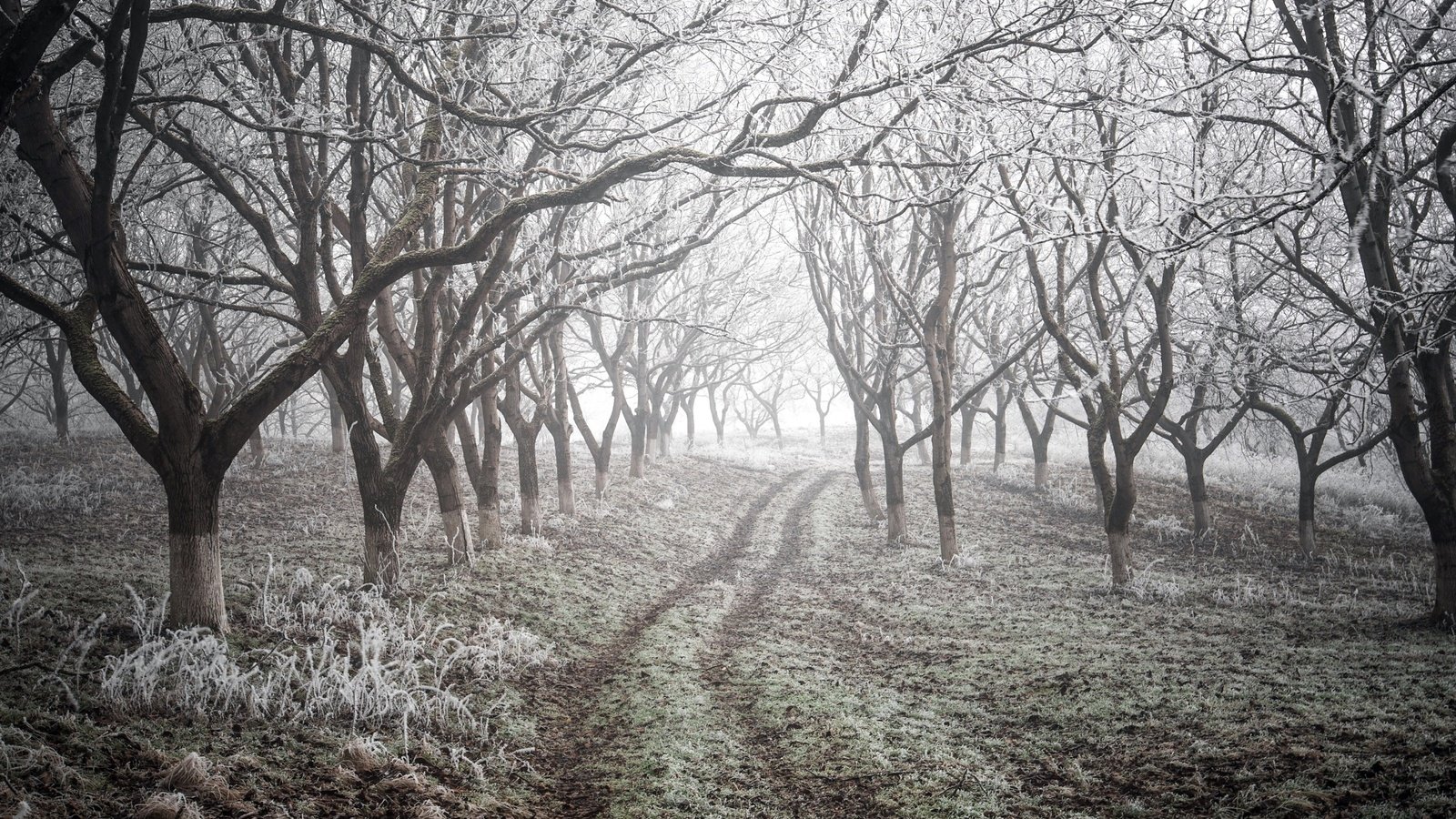 Обои дорога, деревья, природа, зима, road, trees, nature, winter разрешение 2543x1755 Загрузить